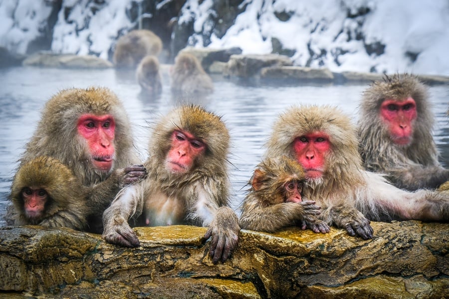 Snow monkeys bathing in a hot spring at Jigokudani Monkey Park in Nagano Japan