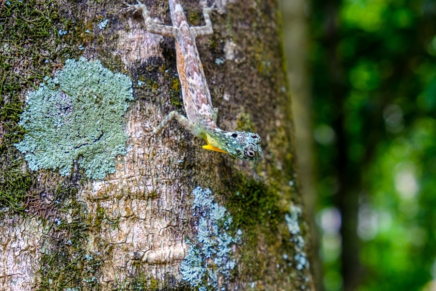 Small gecko on a tree at Tangkoko Nature Reserve in Sulawesi