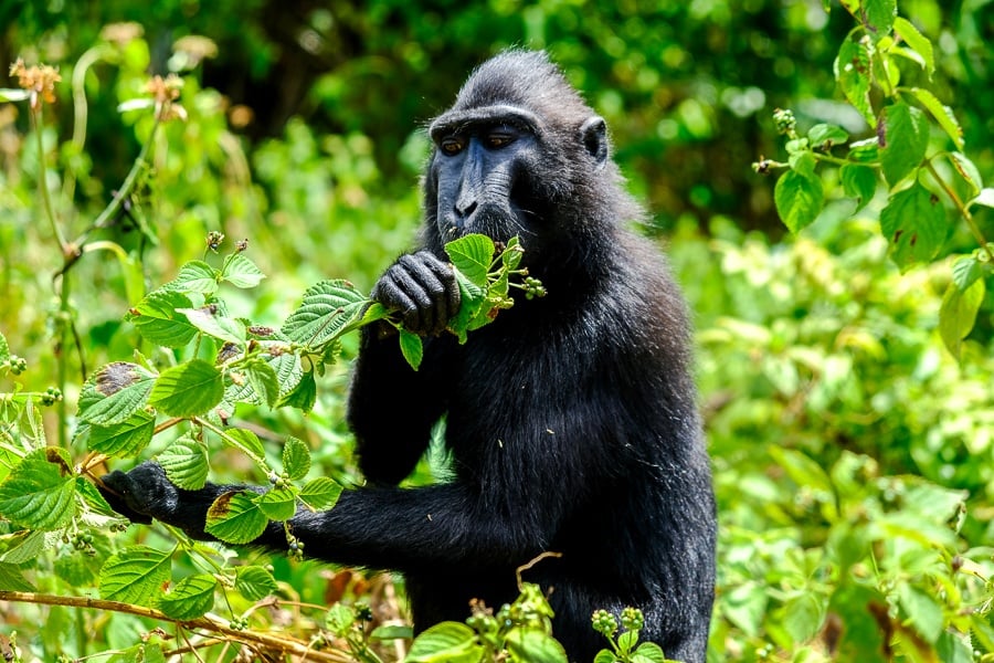 Tangkoko monkey