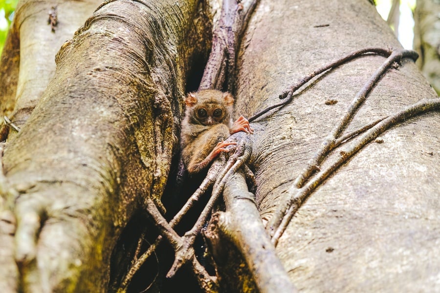 Tarsier hiding on a jungle tree at Tangkoko Nature Reserve in Sulawesi, Indonesia