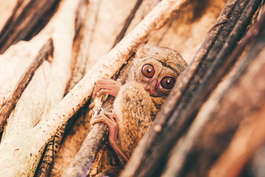 Tarsier hiding in a tree at Tangkoko Nature Reserve in Sulawesi