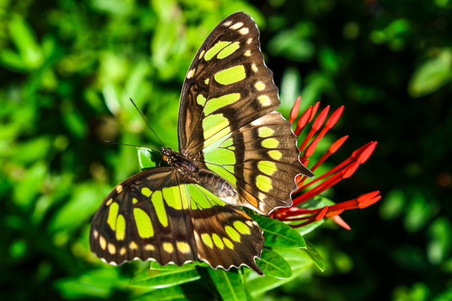 Butterfly Farm Park Kids