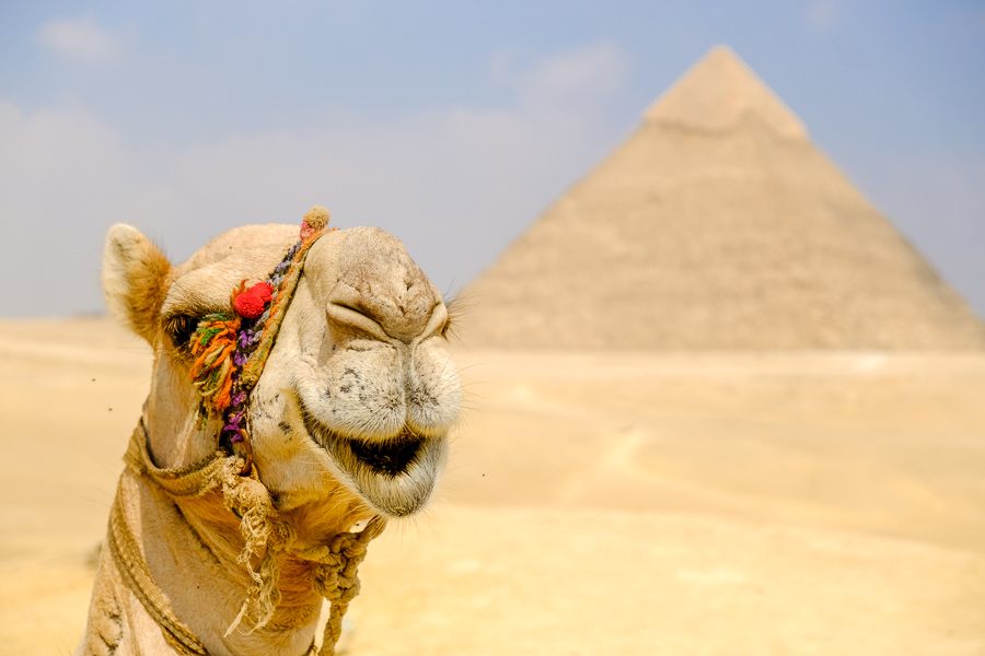 Camel face at the Great Pyramids of Giza in Egypt