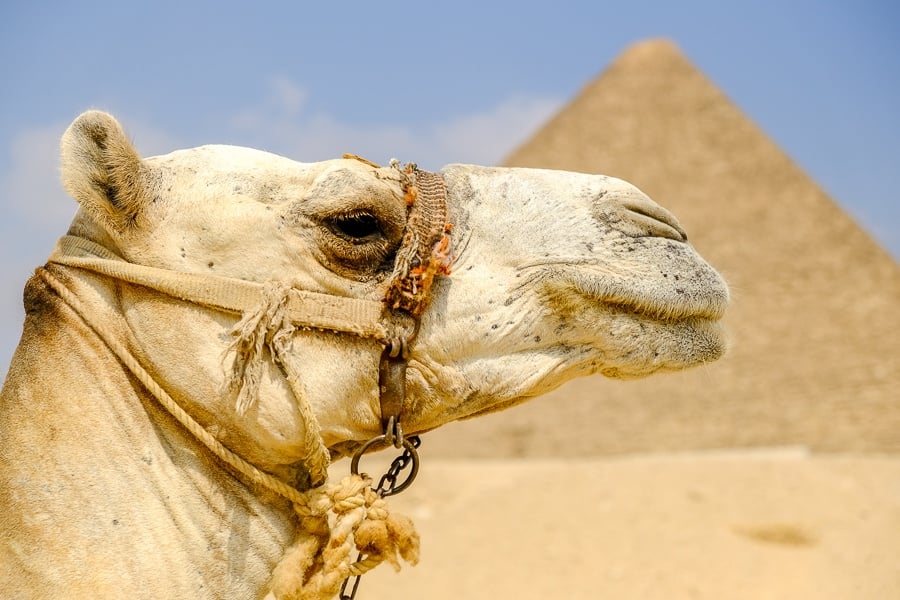 Camel face at the Great Pyramids of Giza in Egypt