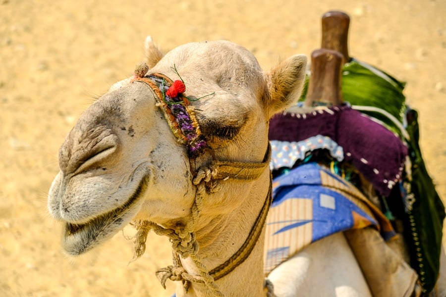 Camel resting in Egypt