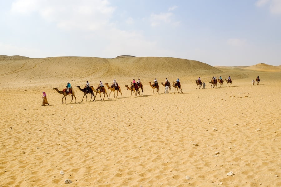 Line of camels walking in the sand at the Great Pyramids of Giza in Egypt