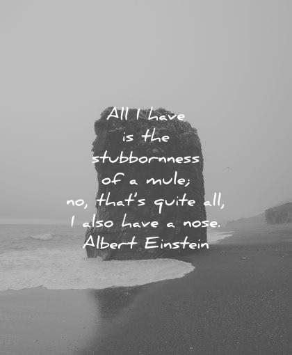 albert einstein quotes all have stubbornness mule thats quite also nose wisdom