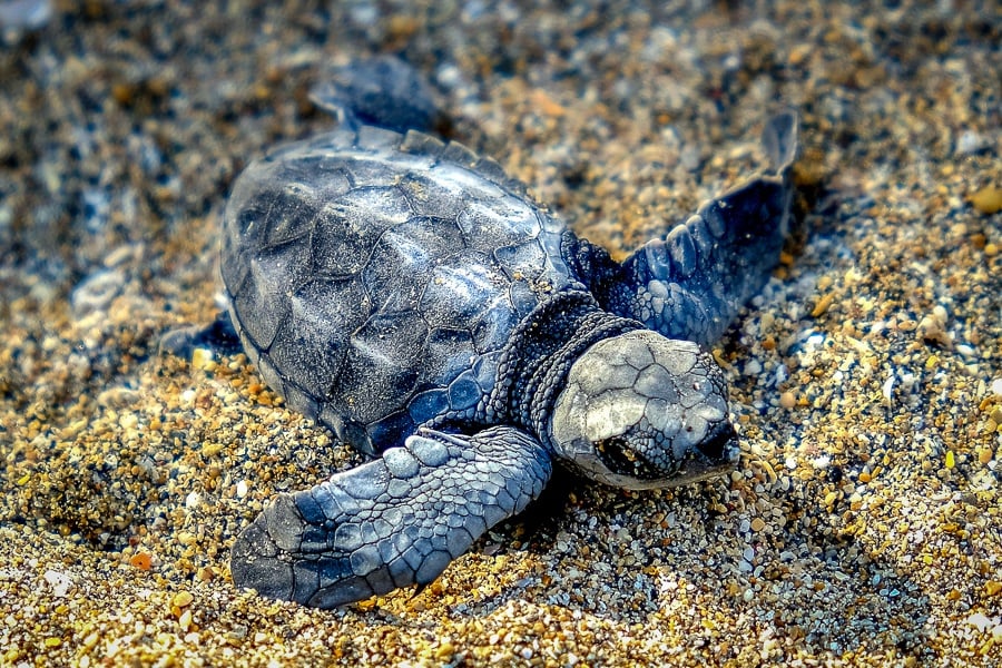 Baby sea turtle release in Kuta Beach, Bali