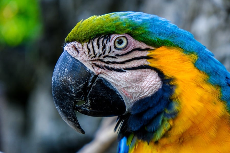 Blue and yellow parrot at the Bali Bird Park