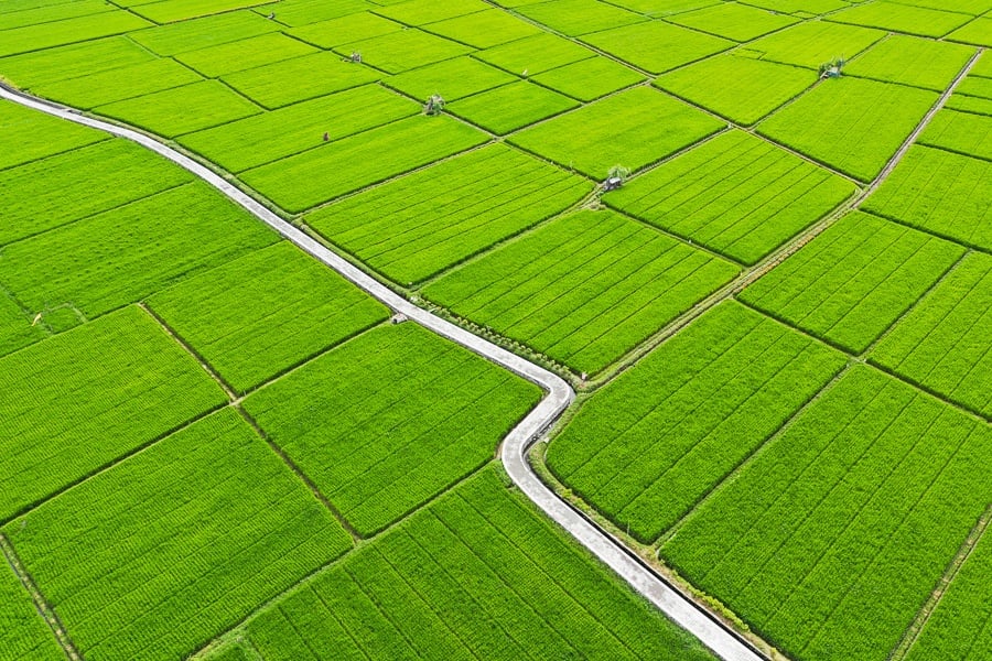 Drone view of Sanur rice fields in Bali