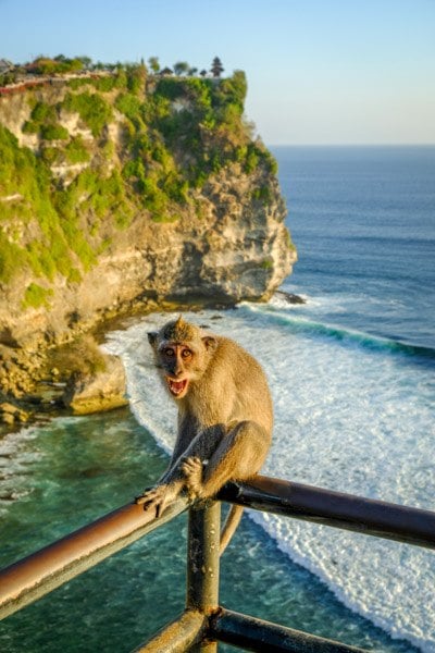 Uluwatu cliff monkey