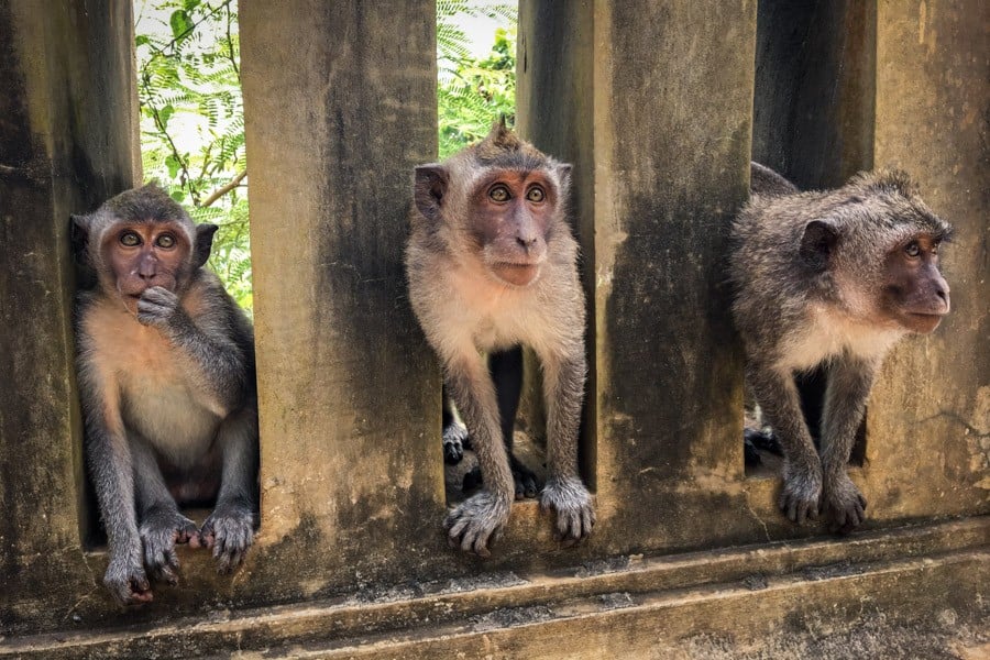 Uluwatu Monkey group in Bali