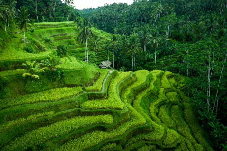 Drone view of the green Tegalalang Rice Terrace near Ubud, Bali