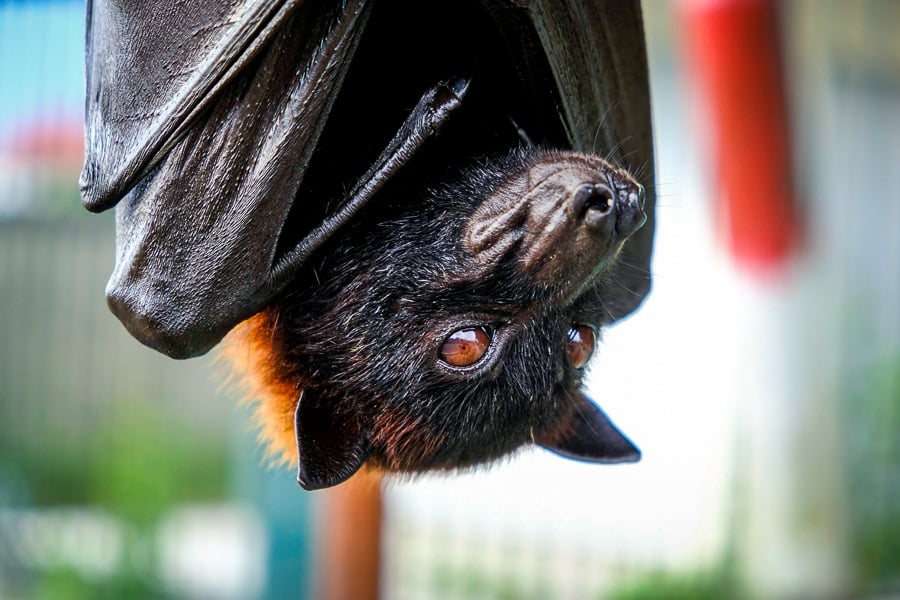 Flying fox bat at Alas Kedaton monkey forest in Bali