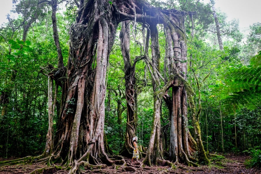 Giant banyan tree at the Bali Botanical Garden in Bedugul