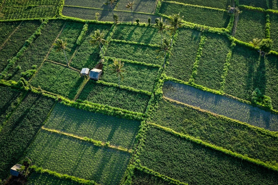 Drone view of Amed rice fields in Bali