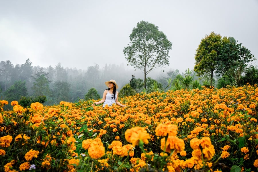 My woman in the Bali marigold fields