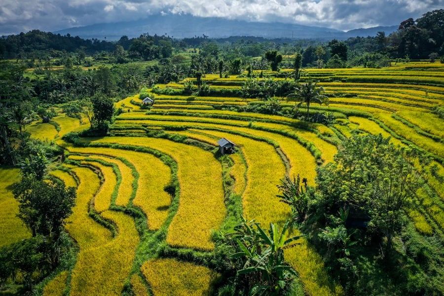 Drone view of yellow rice terraces in Sidemen, Bali