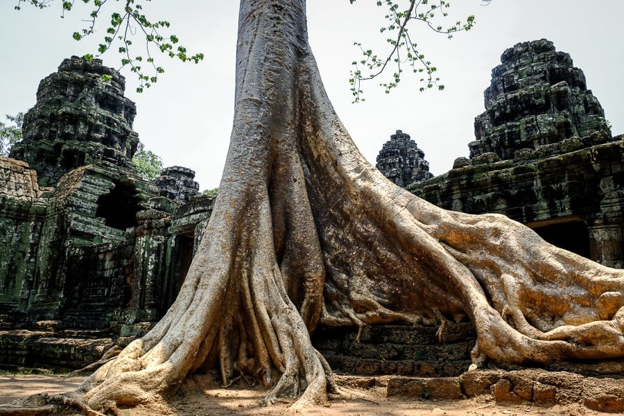 Giant tree root at the Angkor Wat temple in Cambodia