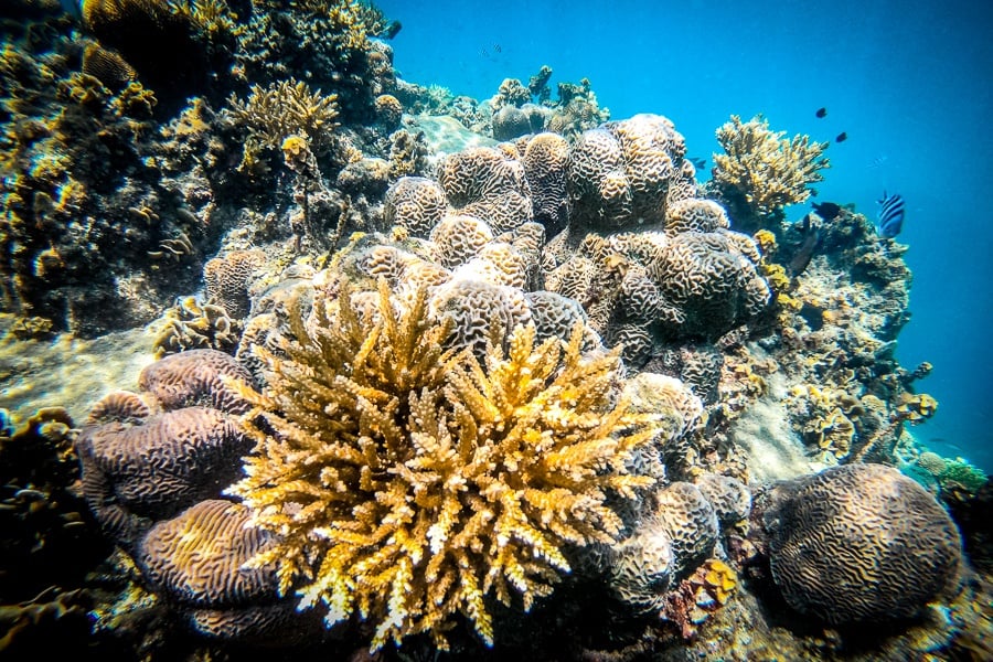 Snorkeling fish and coral at Hin Wong