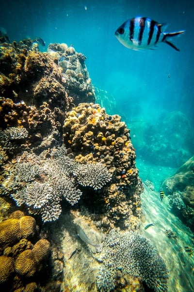 Snorkeling fish and coral at Hin Wong