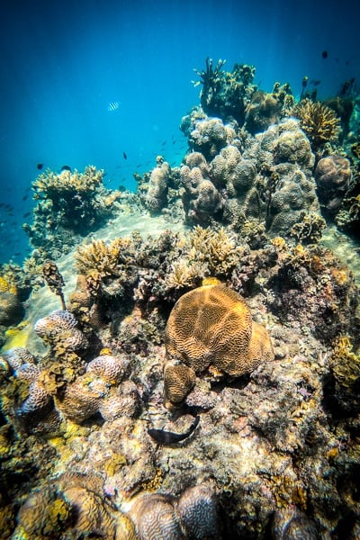 Snorkeling fish and coral at Hin Wong