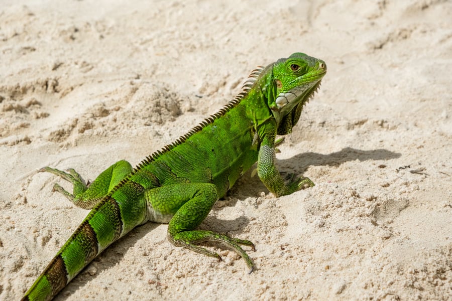 Iguana Renaissance Island