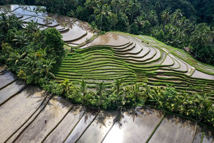 belimbing rice terraces