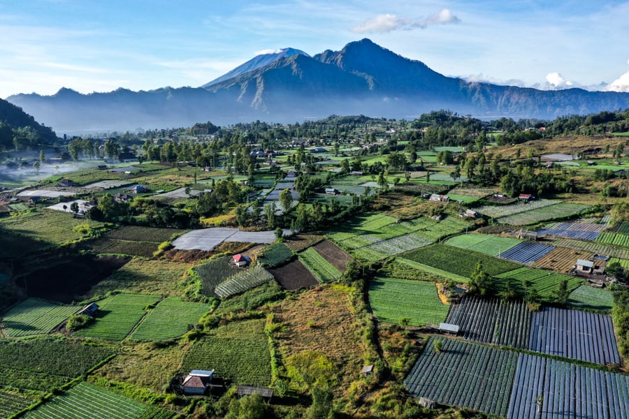 bali drone photography kintamani crop fields