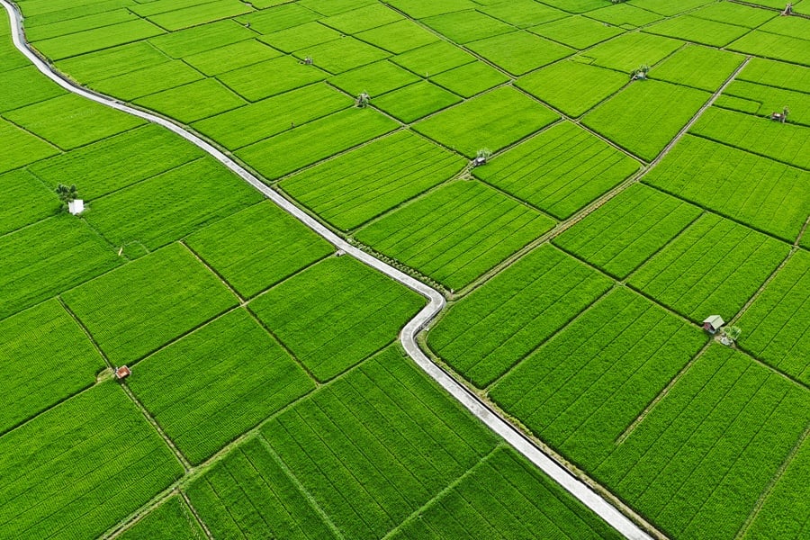 bali drone photography rice fields