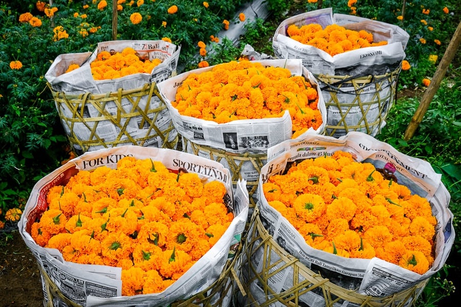 Marigold flower baskets in Bali