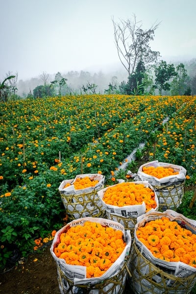 Marigold flower fields and baskets in Bali