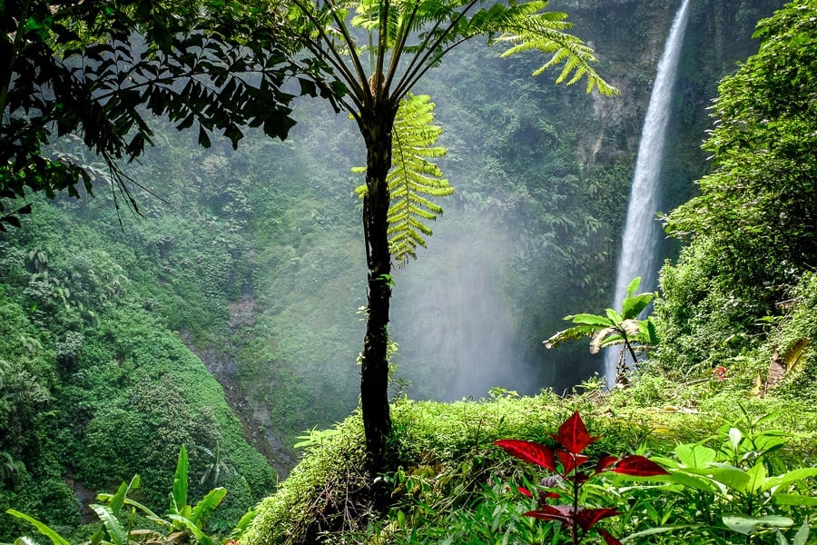 Fern tree and falls