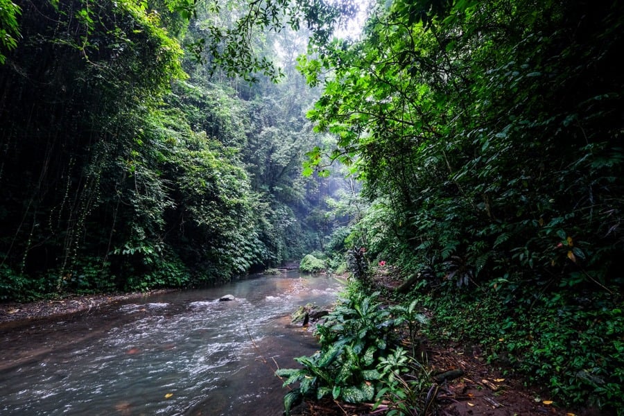 Jungle stream at Colek Pamor