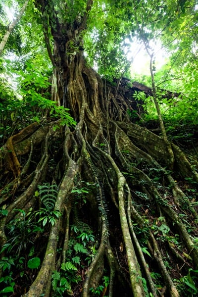 Banyan tree jungle at Colek Pamor