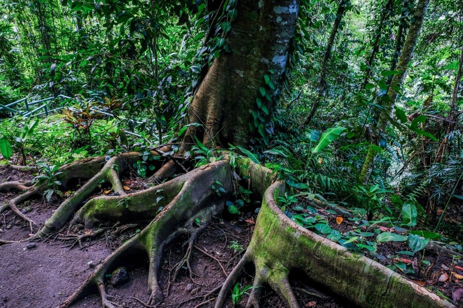 Tree roots in Pejeng Bali