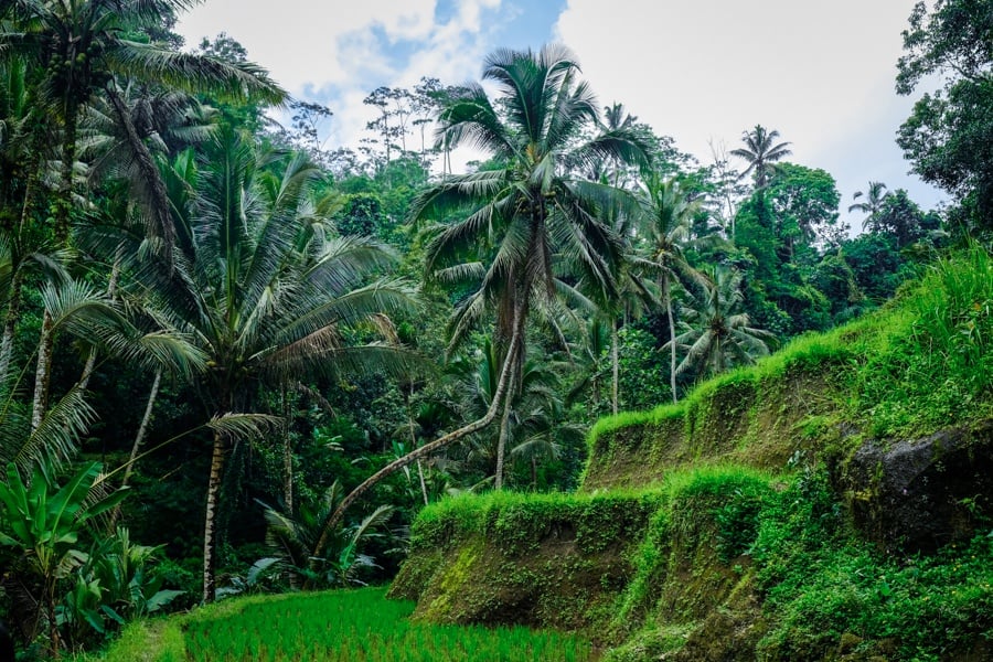 Rice terraces at Gunung Kawi in Bali