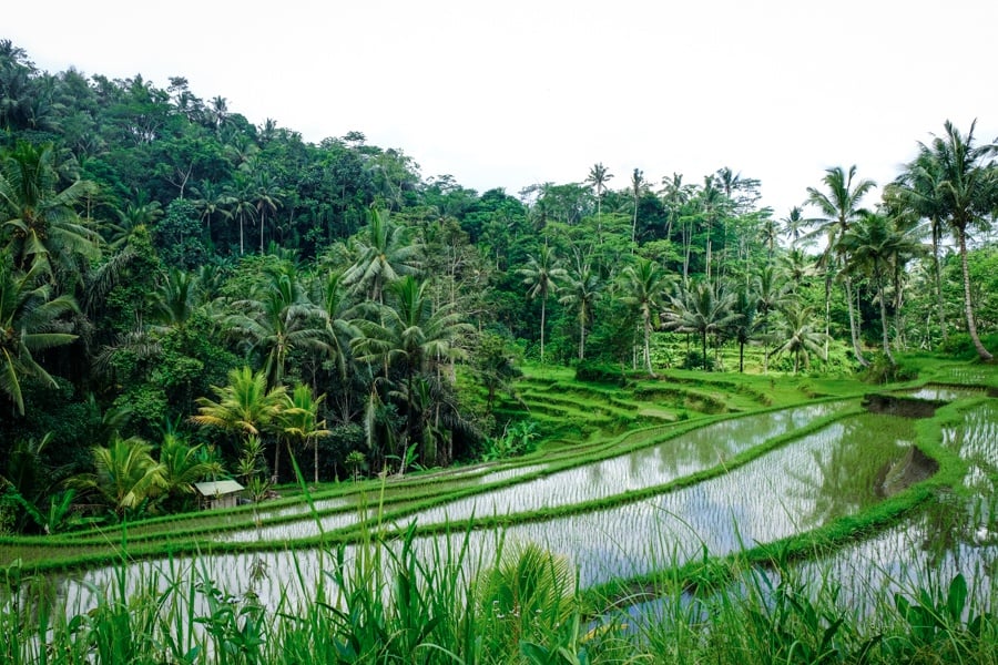 Rice terraces at Gunung Kawi in Bali