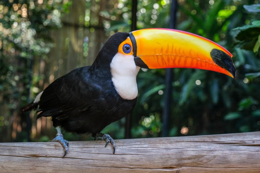 Brazil Bird Park Parque Das Aves Wildlife Toucan Animal