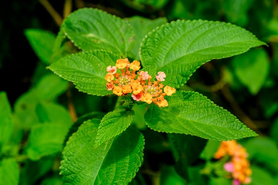 Flower petals in Nusa Penida