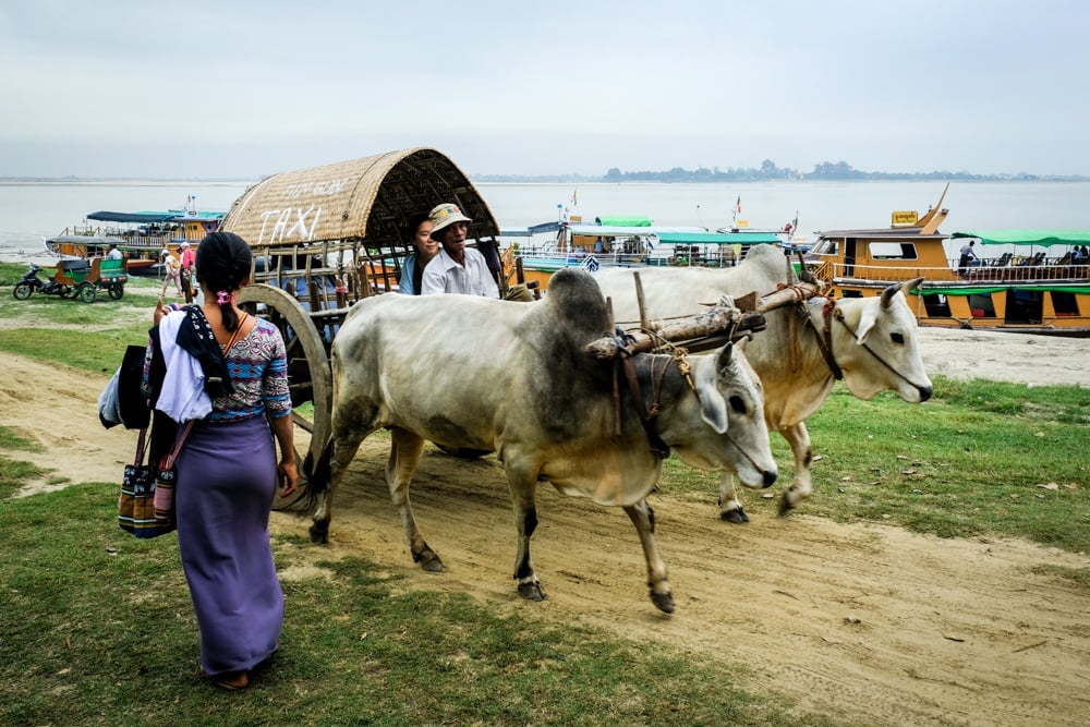 Taxi cart with cattle near the Irrawaddy River ferry