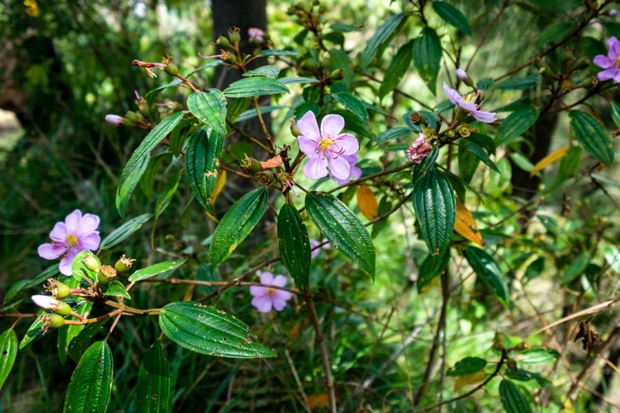 Jungle and forest on the Mount Agung hike in Bali