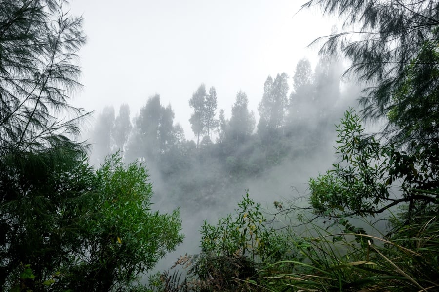 Jungle and forest on the Mount Agung hike in Bali