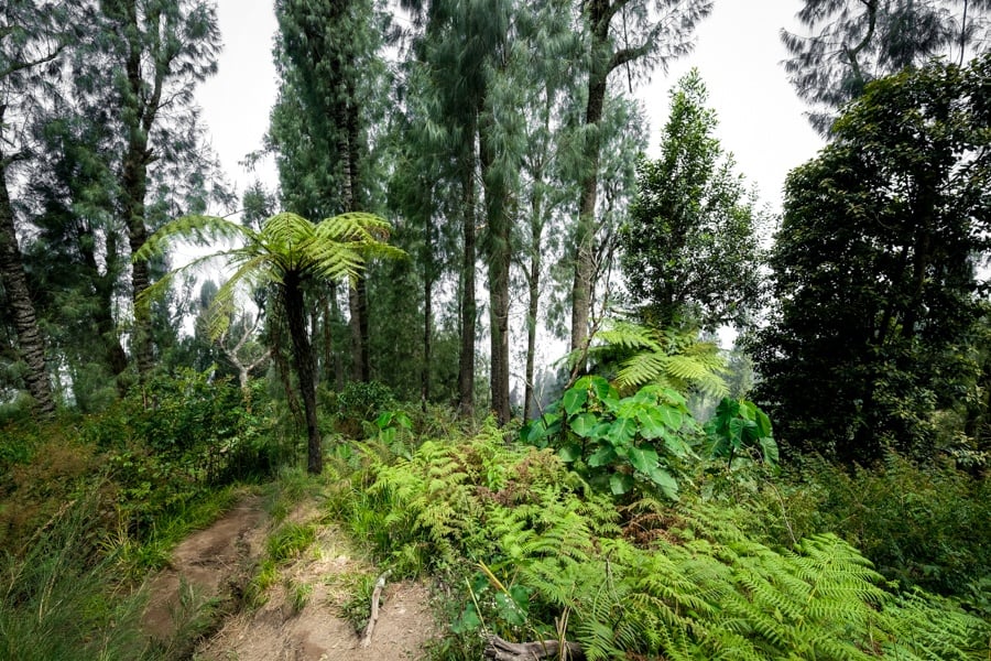 Jungle and forest on the Mount Agung hike in Bali