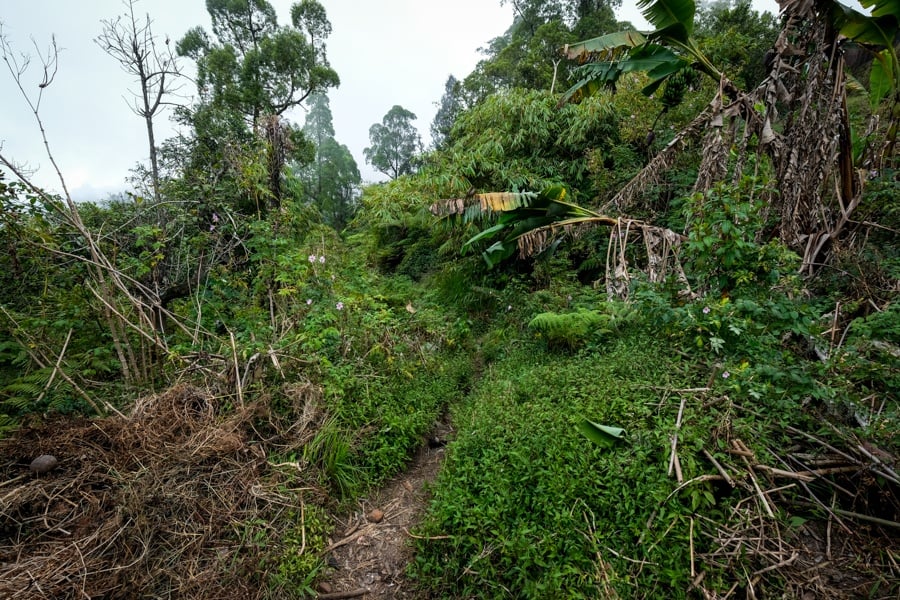 Entrance path for the Agung hike from Pura Pasar Agung