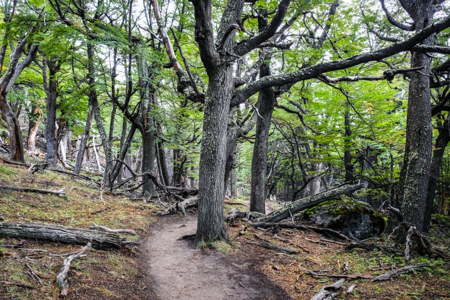 Forest Trail Path Trees