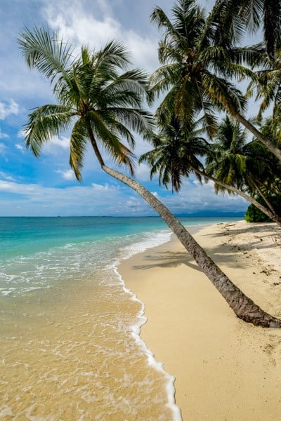 Bent Palm Tree Over Beautiful Sumatra Indonesia Island Beach