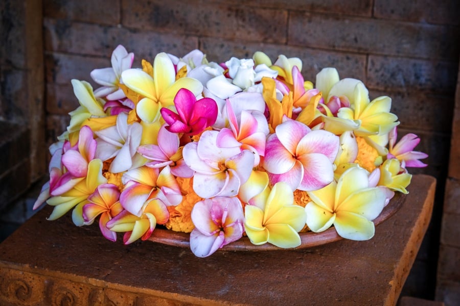 Frangipani flowers