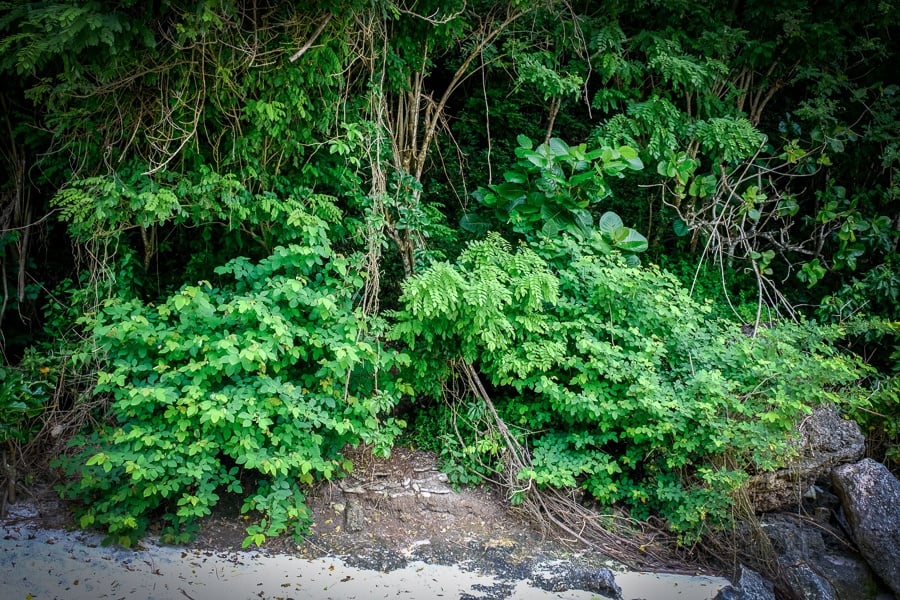 Entrance path to Puyung Beach in Nusa Penida Bali