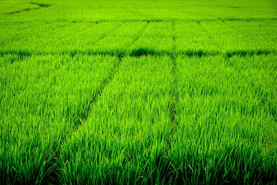 Green rice fields at Sanur, Denpasar in Bali